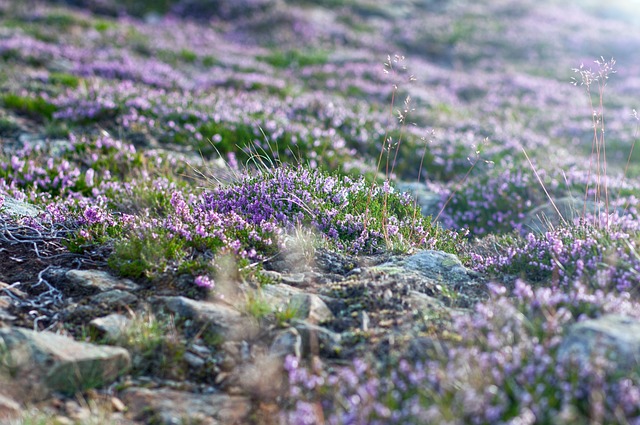 Do kogo należy Śnieżką? Do kogo należy Śnieżką?